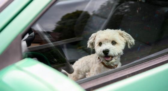 Kutyák az 50 fokos kocsiba zárva – Mikor és hogyan kell betörni az autó ablakát?