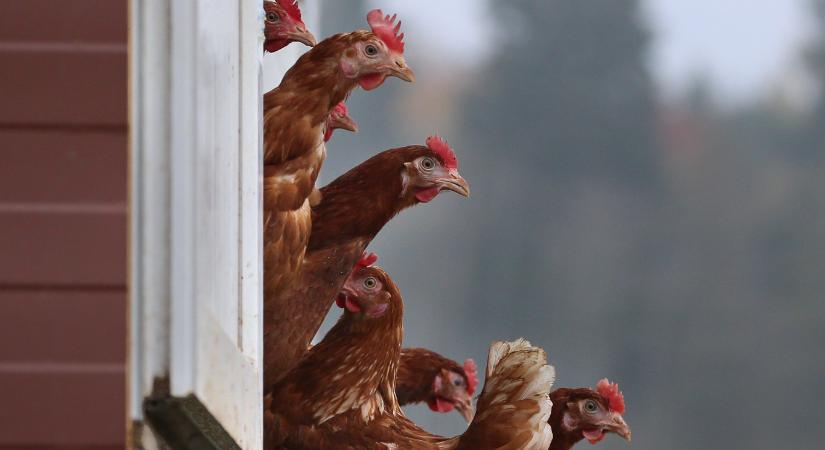 Egy baromfifarm dolgozói fertőződtek meg H5N1 madárinfluenza-vírussal az Egyesült Államokban