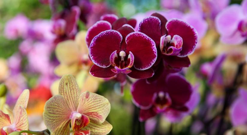 3 konyhai hulladék: csupán ez kell ahhoz, hogy ontsa a virágokat az orchideád