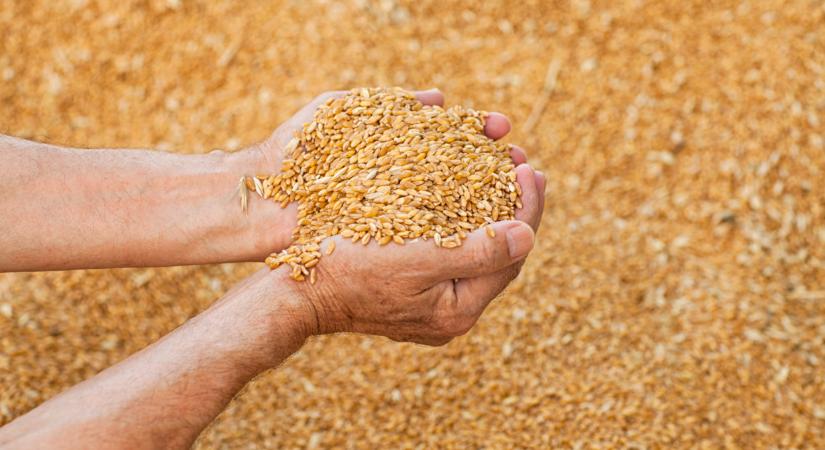Váratlan hírek jöttek: durva, ami a gabonával történik Oroszországban