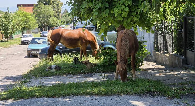 Szélmalomharc: nem szabadulnak a kóbor lovaktól Sepsiszentgyörgyön