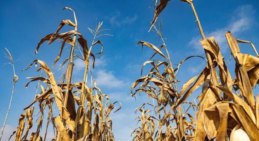 Az aszály eléget tízmilliárdokat a kukoricaföldeken