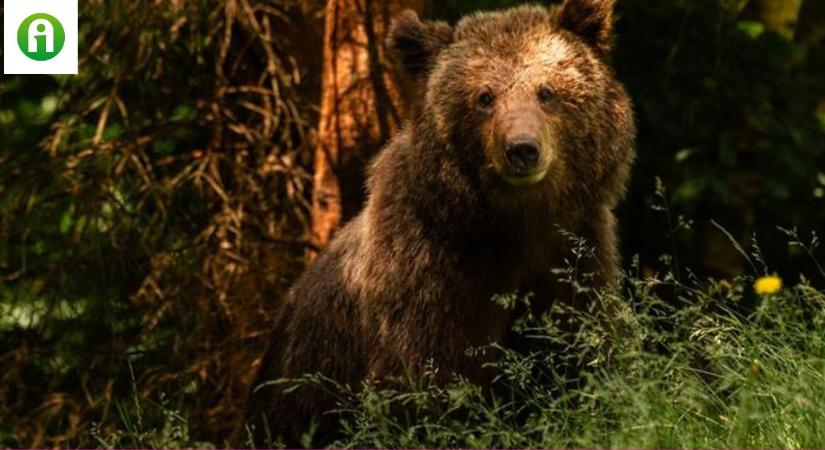 Több száz medvét fognak kilőni Romániában