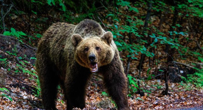 A román parlament jóváhagyta több száz medve lelövését egy turistát ért halálos támadás után