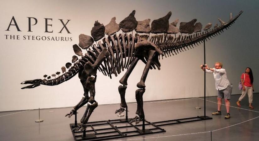 Rekord árat fizettek a dinó csontvázért