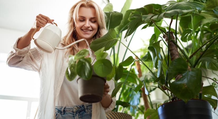 Ezek a növények segítenek lehűteni az otthonod a kánikulában