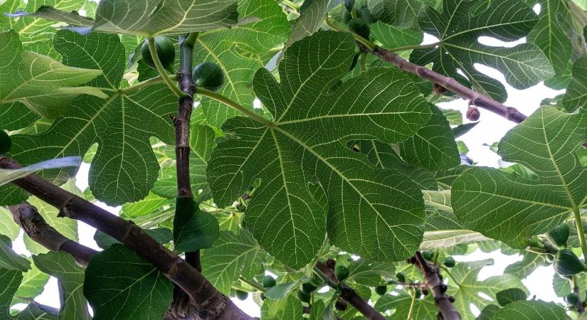 Milyen kártevő rág lyukakat a füge levelébe?