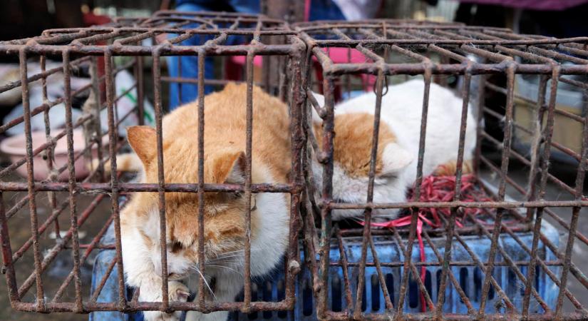 Macskakínzó hálózatot buktattak le Kínában, ám a büntetés elmaradhat