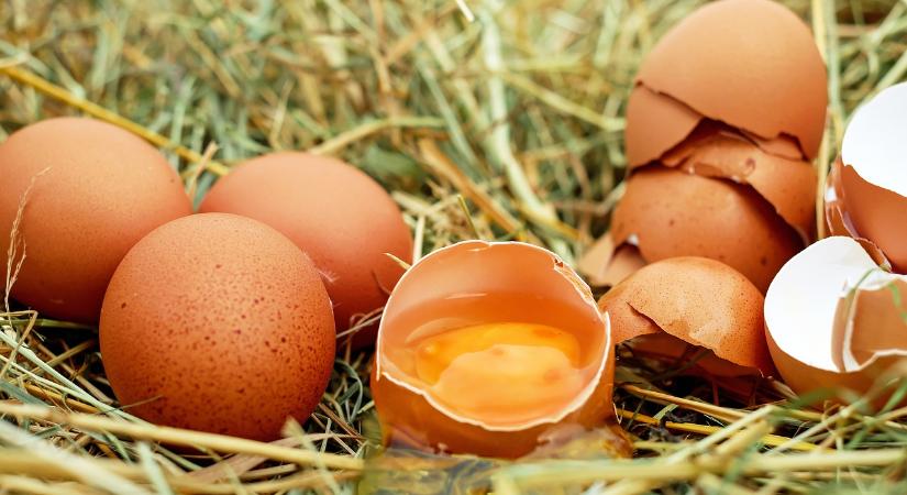 Az EU-ban és Magyarországon is emelkedett a tojás exportja