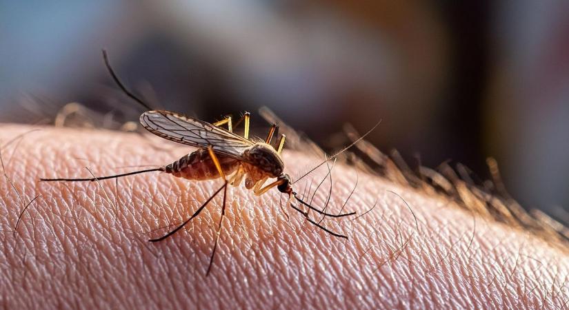 Ha lemegy a nap, elkezdődik a szúnyogok irtása Mohácson és környékén