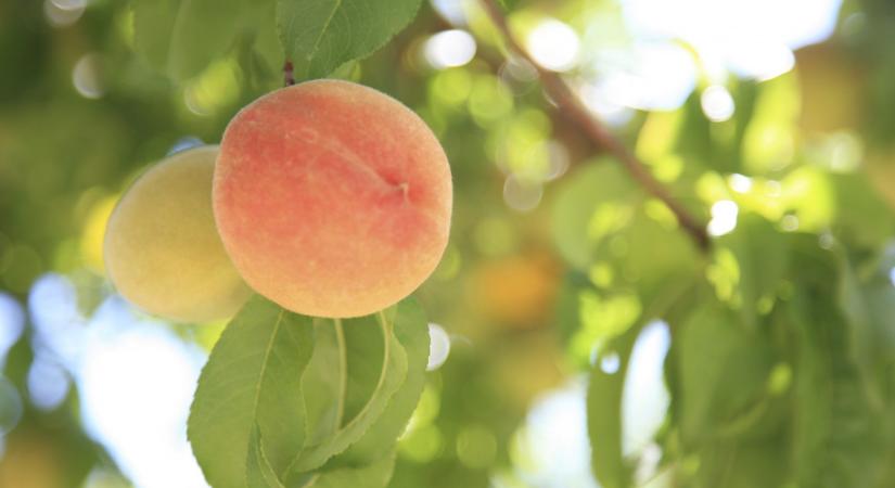 Elképesztő, mi történik a gyümölcsfákkal: megég a termés a brutális hőségben