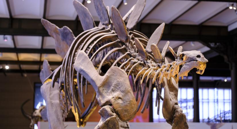 Valaki 16 milliárd forintnyi összeget fizetett egy különleges dinoszaurusz csontvázáért