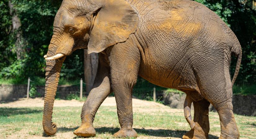 4 tonnás vőlegény költözött be a Nyíregyházi Állatpark afrikai elefánt teheneihez