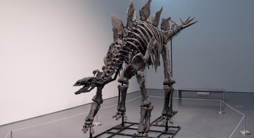Eladták a világ egyik legnagyobb dinoszaurusz-csontvázát