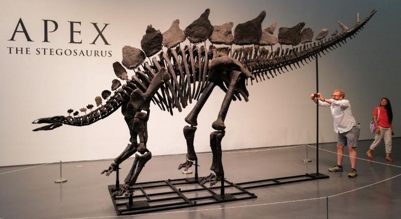 Eladták a világ legdrágább dinoszaurusz csontvázát