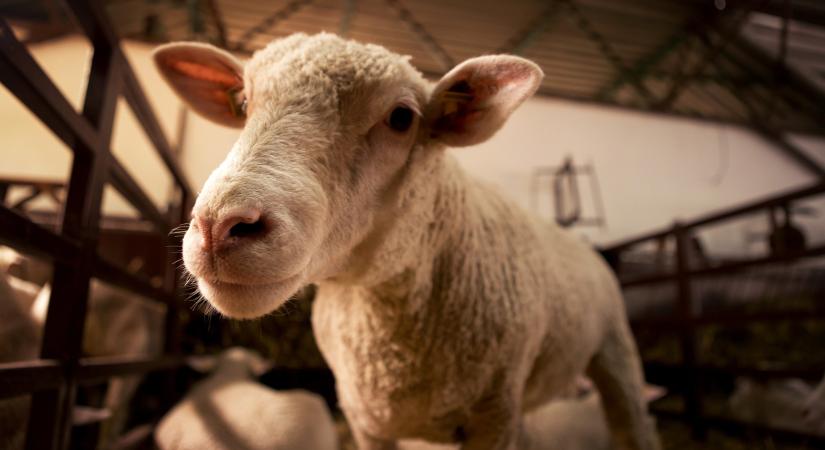 Nagy István: folytatódik a rendszerváltás utáni legnagyobb állattartótelep-fejlesztési program