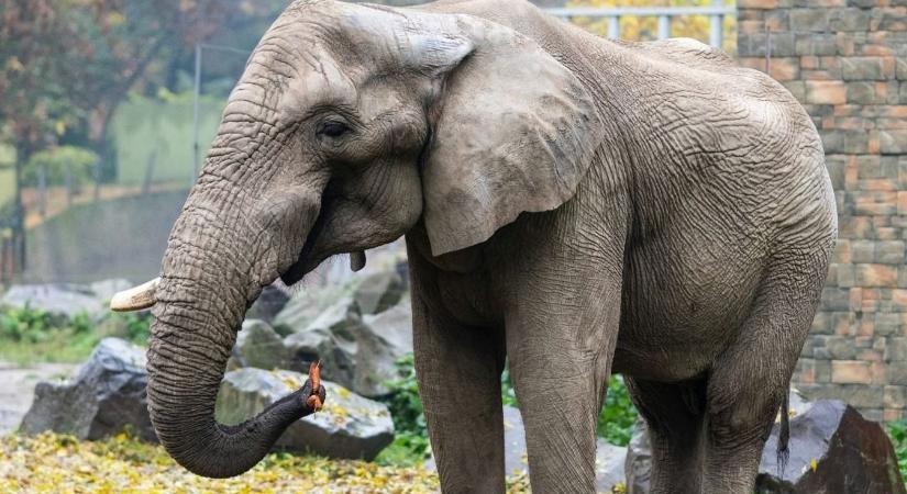 Afrikai elefánt-bika érkezett a Nyíregyházi Állatparkba