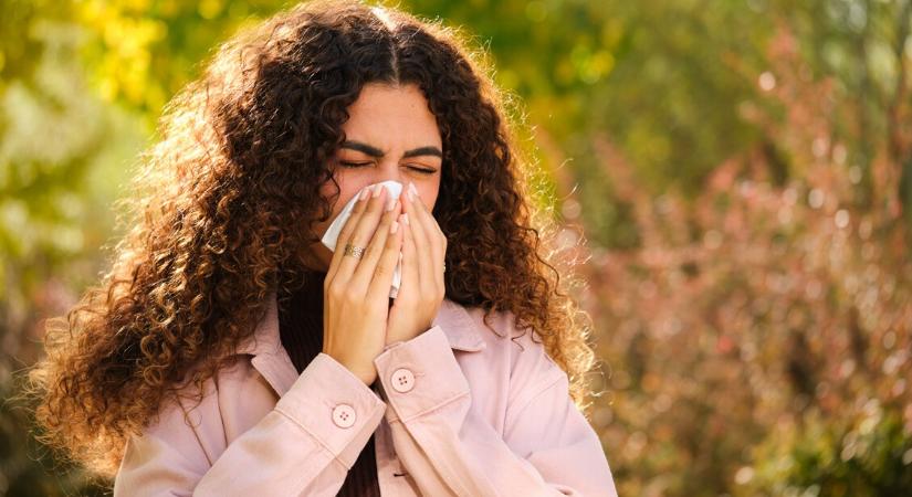 Üzent a hatóság a parlagfű-allergiásoknak