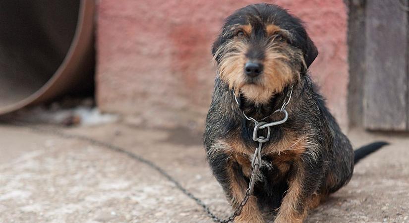 Közel negyven kutyát tartott kegyetlen állapotok között egy gyöngyösi nő, egy állat lábát amputálni is kellett