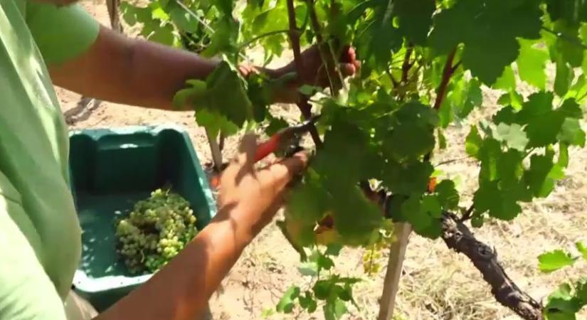 Az extrém hőség miatt már szüretelik a szőlőt Pécsen  videó