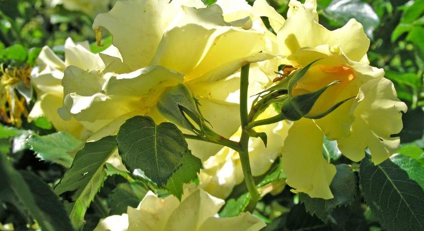 A nyugdíjas kertész elárulta titkát: ezzel az egyszerű módszerrel gondozta a rózsáit, és azóta én is így csinálom