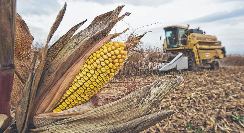 Kukorica: jó termésben bíznak a gazdák
