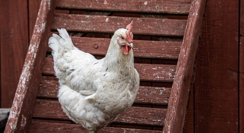 Brüsszel százmillió eurókat pumpál az ukrajnai csirkegyárakba