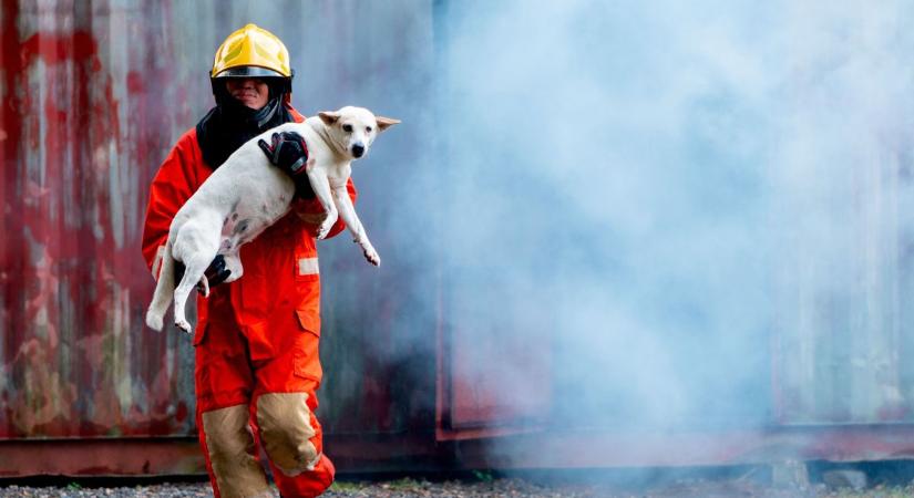Tűzből mentették ki a menhelyi kutyákat Kiskunfélegyházán
