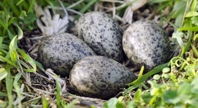 Milliókat érő tojásgyűjteményt foglaltak le Ausztráliában