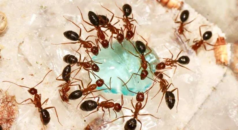 A hangyák életmentő műtéteket hajtanak végre a sérült társakon