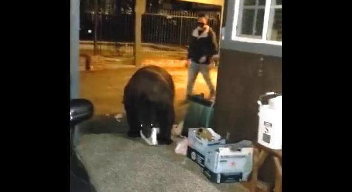 Egy medve mellett sétált el mit sem sejtve a hotel vendége – videó