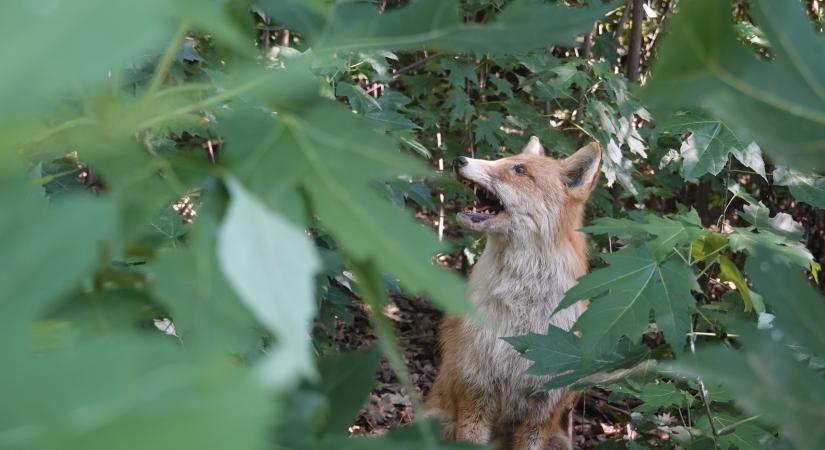 Szemmel „vadásztak” a gyerekek a Polgár melletti erdőben