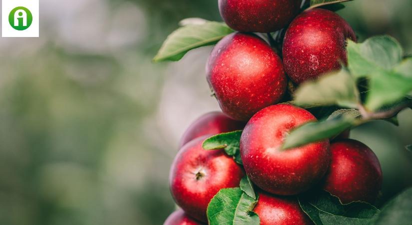 30 év munkája: új oszlopos almát nemesítettek Japánban