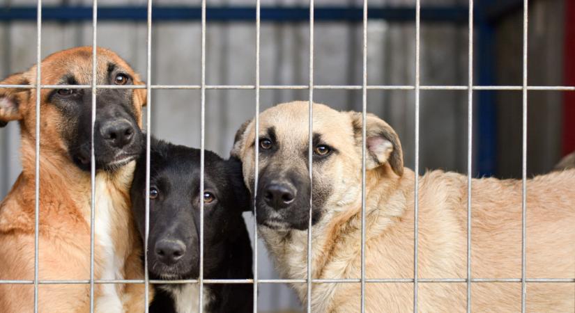 Kegyetlen állatkínzás: vádat emeltek egy kutyákat tartó gyöngyösi nő ellen