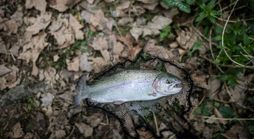 Veszélyben a halak: kiszáradhat az egyik legszebb bakonyi patak