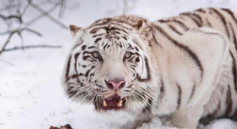 Bengáli tigris került kamera elé Nepálban 3165 méter magasan