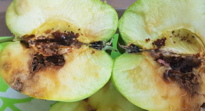 Mi okozza az alma és szilva éretlen terméseiben tapasztalt romlást?