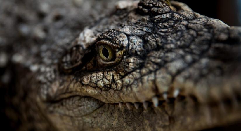 Kiderült, mit rejt az ókori krokodilmúmia belseje