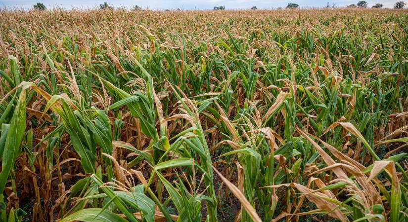 „Megég, kisül, kiszárad” – Az agráregyetem rektora szerint akár heti százmilliárdos is lehet a kukoricakár az aszály és a forróság miatt