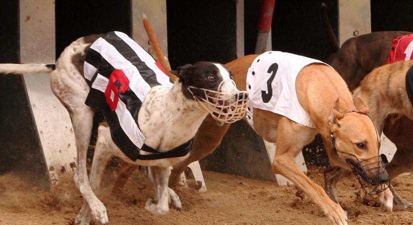 Feláldozzák a kutyákat a futásért: a valóság az agárversenyek mögött