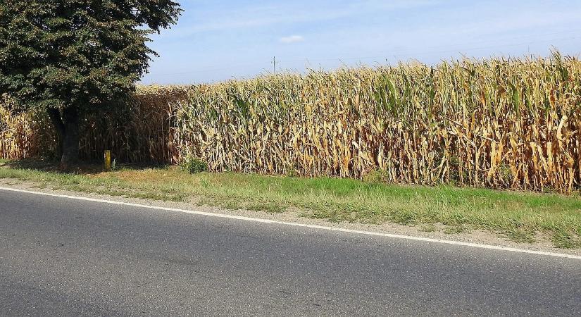 Olcsóbb a kukorica a nagy kínálati nyomás miatt