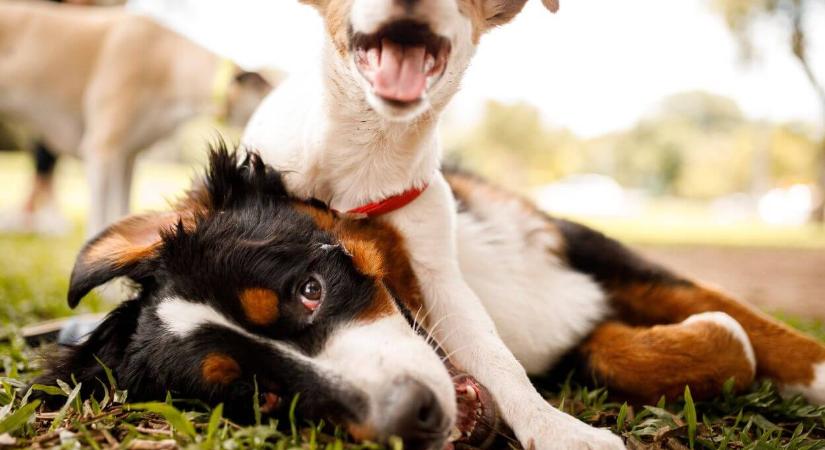 Vigyázz a kutyusodra: ezek a leggyakoribb nyári veszélyek az egészségére