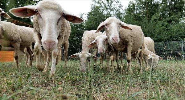 Gépek helyett bárányok nyírják a füvet az E.ON napelemparkjában