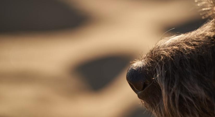 90%-os biztonsággal tudták a poszttraumatikus tüneteket jelezni a kutyák leheletmintákból