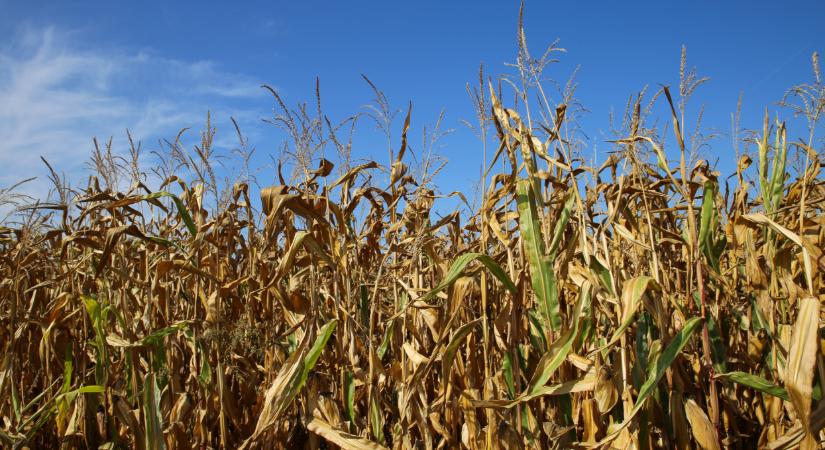 Most ég el a kukorica Magyarországon, és nem látni a pusztulás végét