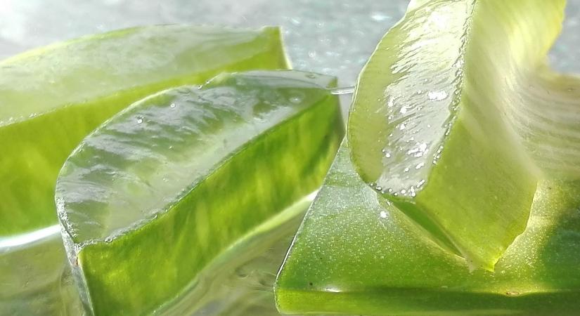 Az Aloe vera nevelése és gyógyító alkalmazásai