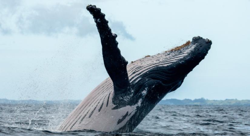 A világ legritkább bálnáját mosta partra az óceán