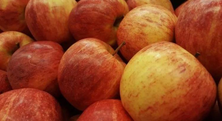 Portugáliában hamarosan szedik a Gála almát