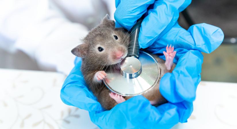 Szupermodell nagyikká változtatták a laboratóriumi egereket