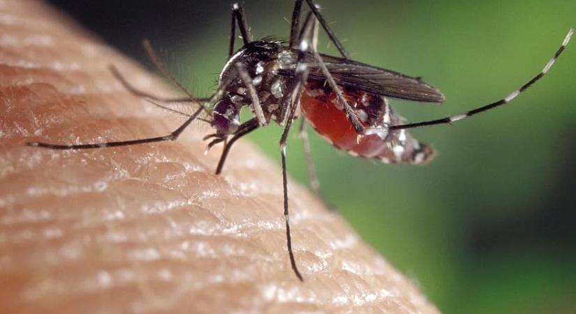 Ismét irtják a szúnyogokat Debrecenben
